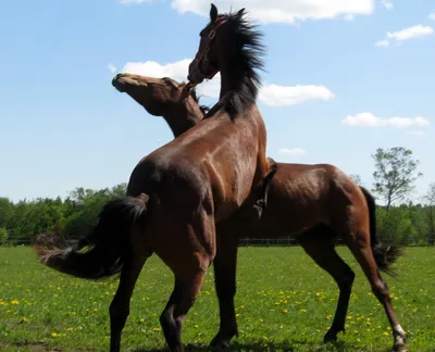 Карачаевская лошадь — Википедия