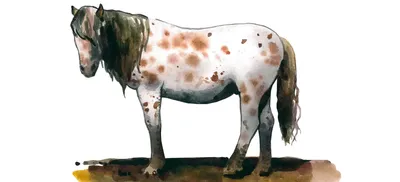 10 самых известных пород лошадей | ~Конный~ мир | Дзен