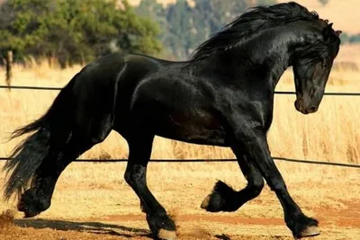 Породы лошадей: фото и описание