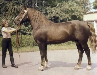 Забайкальская порода лошадей