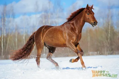 Породы лошадей с фото и описанием 
