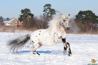 Соловый конь: описание и фото соловых лошадей - Кінний портал України