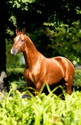 Ольденбургская лошадь — Википедия