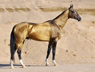 10 самых известных пород лошадей | ~Конный~ мир | Дзен