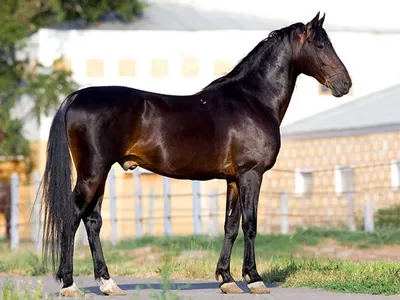 Самые высокие породы лошадей: рейтинг с фото, описанием, максимальным  ростом и особенностями породы