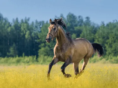 Калмыцкая лошадь — Википедия
