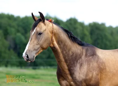 Терские лошади особенности и описание породы | Коневодство | Терская порода  лошадей - YouTube