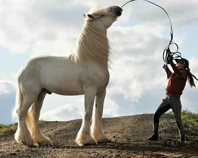 Усатые лошади: Мутация, от которой кони становятся усатыми и бородатыми.  Описание и примеры странных коней | Пикабу