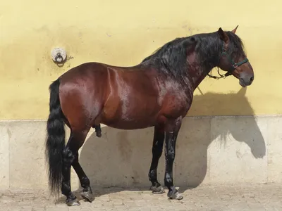 Арабский скакун: порода лошадей, скорость коня