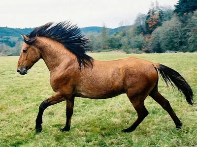 Лошадь породы шайр — описание, характеристика и уход за животным | ЗооТом -  продажа, товары и услуги для животных в России