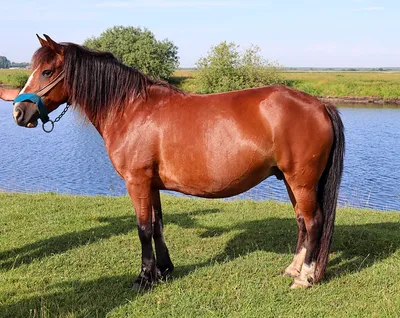 Камаргская порода лошадей (камаргу)