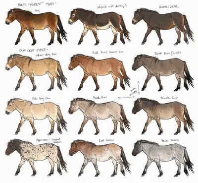 16 популярных пород лошадей Стоковое Изображение - иллюстрации  насчитывающей исландский, лошади: 223863941