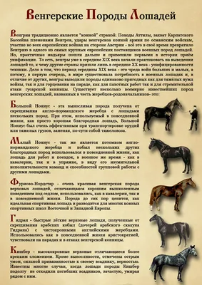 Породы лошадей | Kyiv