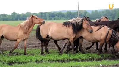 Казахстан на грани потери костанайской породы лошадей - АПК Новости