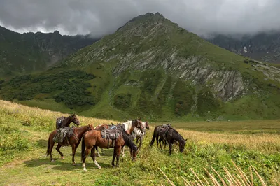 Есть у башкирской породы лошадей ряд особенностей, называемые отметками  дикой масти - Единый портал башкирской культуры и произведений искусства