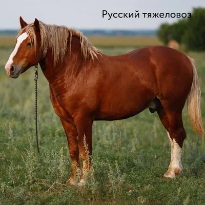Инфографика «Породы лошадей в Республике Казахстан»