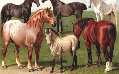 Самые редкие и необычные породы лошадей. | Eq. Manyano | Дзен