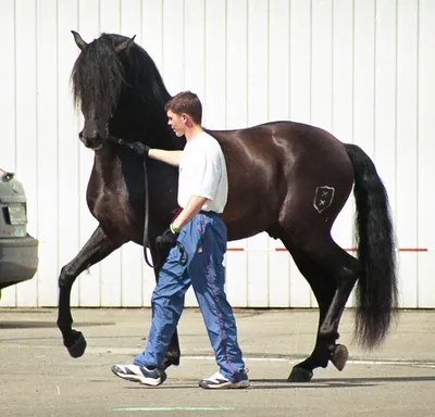 Первый в истории заводской тип казахской породы лошадей создали ученые -  АПК Новости