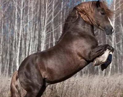 Кладрубская порода лошадей (25 фото) | Лошади, Фризская лошадь