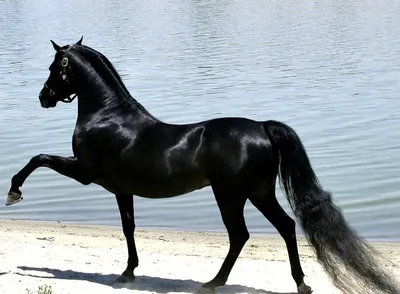 Берберийская лошадь — Википедия