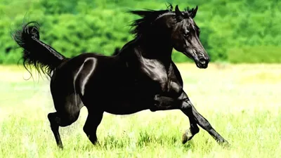 Испанская лошадь. Испания по-русски - все о жизни в Испании