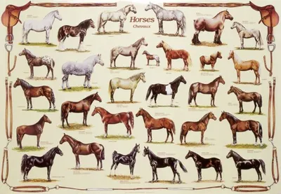 Породы лошадей рисунок - 60 фото
