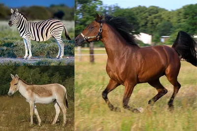 Самые дорогие породы лошадей в мире – список, стоимость, фото и видео -  Научно-популярный журнал: «Как и Почему»