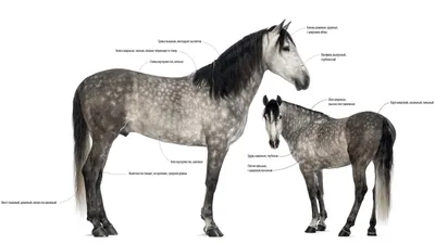 Самые выносливые породы лошадей | ВКонтакте