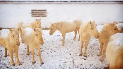 Татарская лошадь официально зарегистрирована в качестве отдельной породы -  Конгресс татар Тюменской области