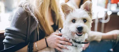 Маленькие собаки для 🐕 небольшой квартиры: лучшие породы миниатюрных собак  - Гульдог