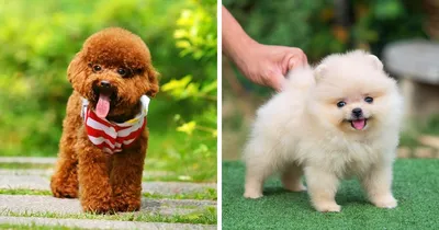 Топ-7 самых умных маленьких собак - Питомцы Mail.ru