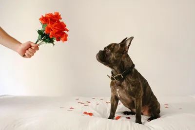 Самые Красивые Породы Собак в Мире: ТОП-40 (Фото)