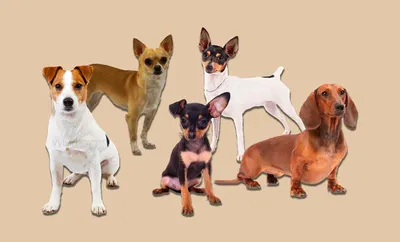 Маленькие собаки и их секреты - Питомцы Mail.ru