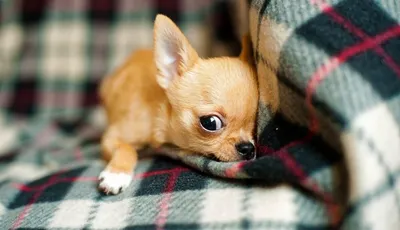 Чем кормить маленьких собак в домашних условиях: питание мелких и  миниатюрных собак
