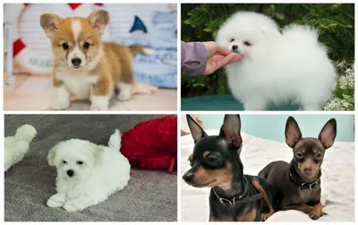 Топ 10 Пород самых маленьких собак | Рейтинги, Топ-10, Самое лучшее | Дзен