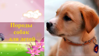 Маленькие собаки для 🐕 небольшой квартиры: лучшие породы миниатюрных собак  - Гульдог