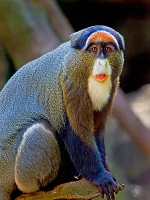Породы обезьян фото 