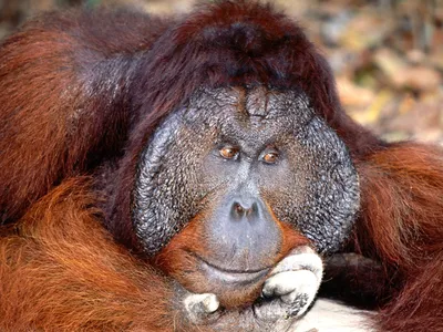 Животные обезьяна в природе Стоковое Изображение - изображение  насчитывающей обезьяны, шерсть: 172346231