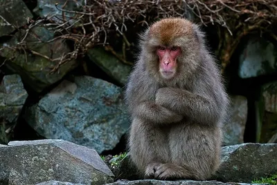 Юнаньская курносая обезьяна. | 美しい動物, ペットのポートレイト, 珍しい動物
