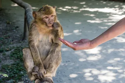 В Таиланде, вместо сторожевых собак используют обезьян » 24Warez.ru -  Эксклюзивные НОВИНКИ и РЕЛИЗЫ