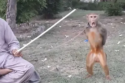 Самые необычные виды обезьян на планете - YouTube