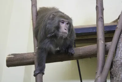 Породы обезьян, которые приживутся в вашем доме | Удивительные факты о  животных | Дзен