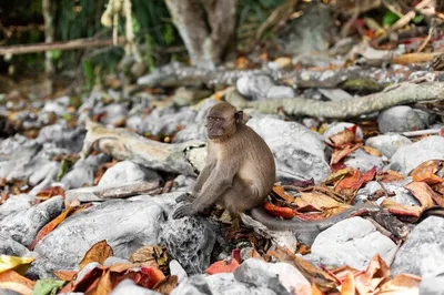 В Индии обезьяны убили сотни собак после смерти детеныша, видео - Телеграф