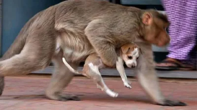 В Индии обезьяны из мести убили 250 собак и нападали на людей. Фото и видео  | Мир | OBOZ.UA