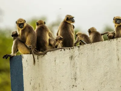 Месть за детенышей: в Индии обезьяны убили 250 собак и нападали на людей -  ukraina-novosti - 24 Канал