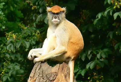 Monkey /Primate/обезьяны в одичалом/крабе есть макаку Стоковое Изображение  - изображение насчитывающей вид, малайзия: 128940217