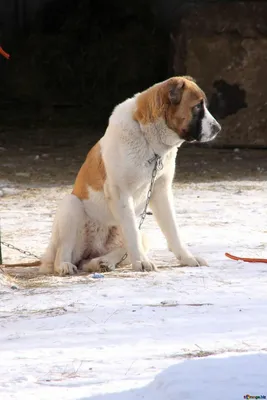 Проблемы собак крупных пород. Как ухаживать и лечить