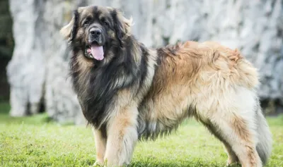 Породы больших собак: список с фотографиями и названиями | «Дай Лапу»
