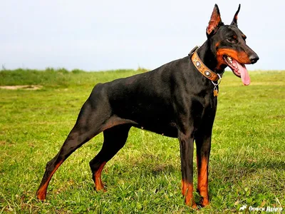 ТОП 10 самых больших собак в мире: породы с фото и описанием - Pets