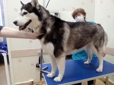 Видео: 10 аномально больших псов разных пород